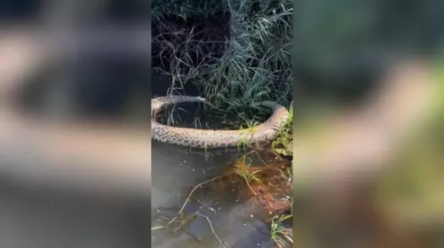 Sucuri foi vista por um grupo de pescadores no último domingo