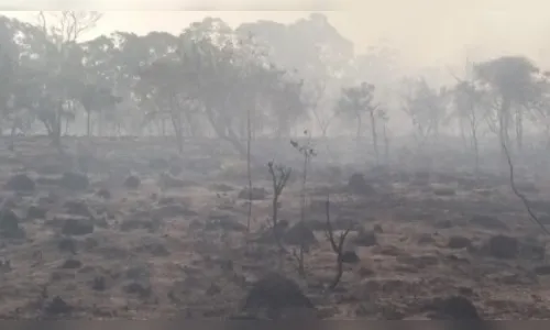 Tratamento com fumaça pode favorecer a germinação no Cerrado
