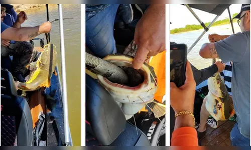 Pirarara fica 'entalado' ao tentar engolir iguana; veja o vídeo