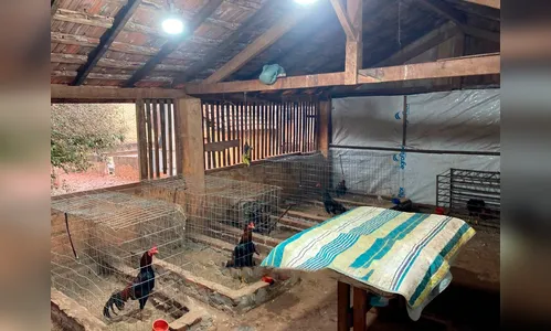 Polícia encontra galos de rinha durante inspeção em fazenda na região