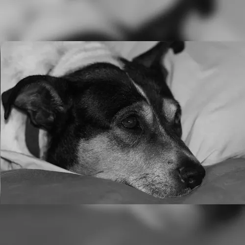 Homem é denunciado por maus-tratos a cachorro em Godoy Moreira