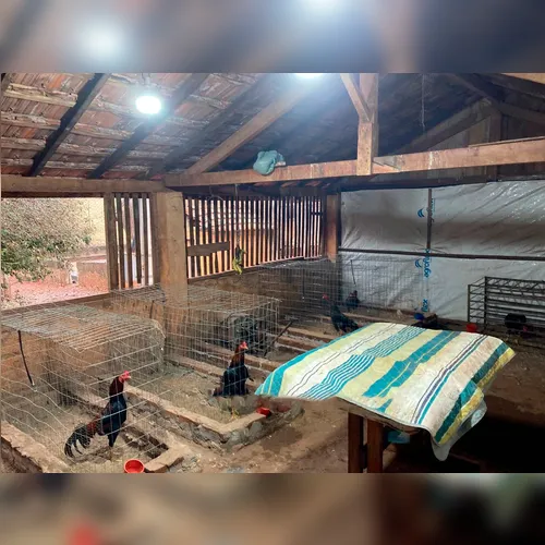 Polícia encontra galos de rinha durante inspeção em fazenda na região