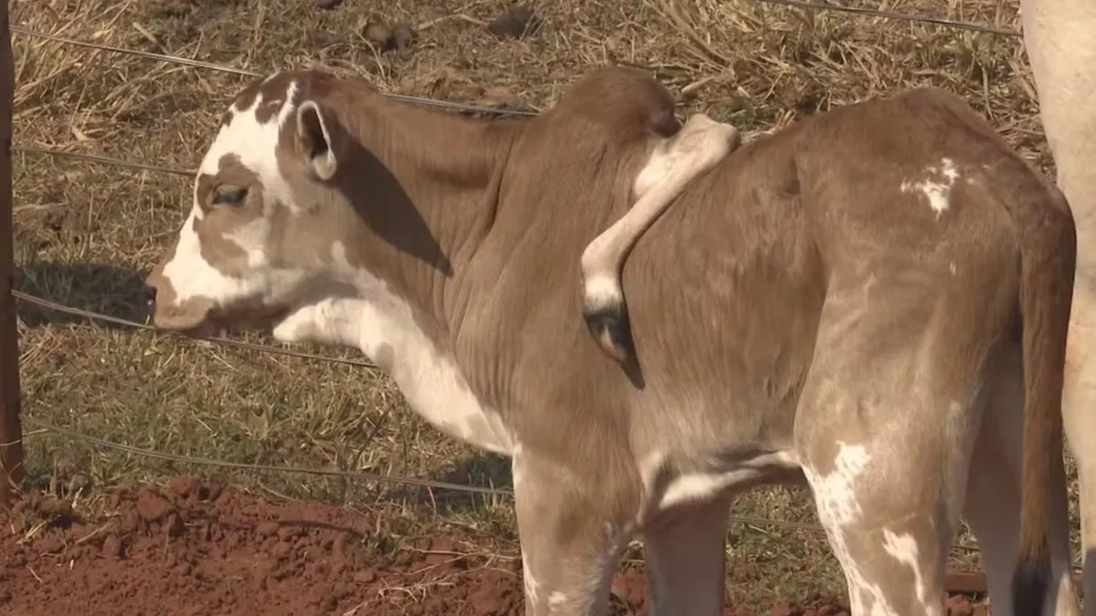 Bezerro nasceu com cinco patas, uma delas no lombo no animal