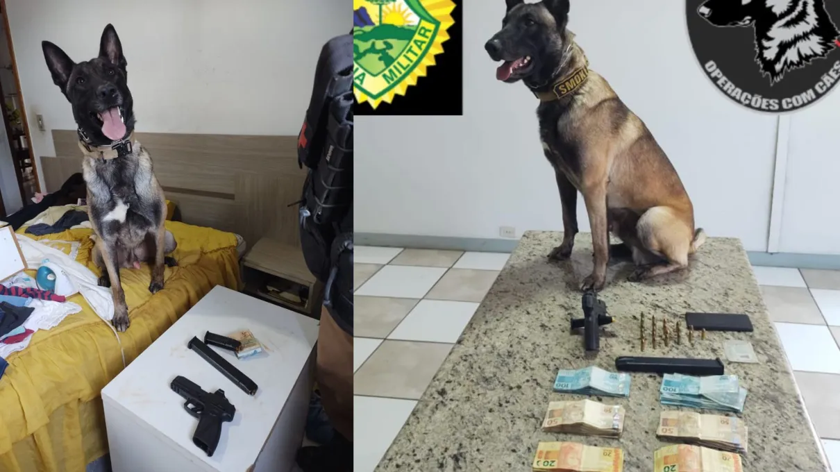 Cão da PM localiza pistola, munição e R$3,5 mil em dinheiro em Cambira