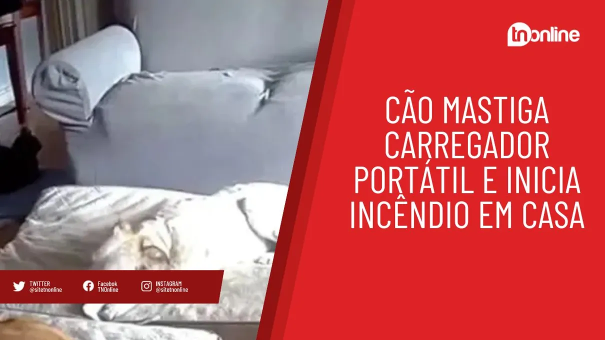 Cão mastiga carregador portátil e inicia incêndio em casa