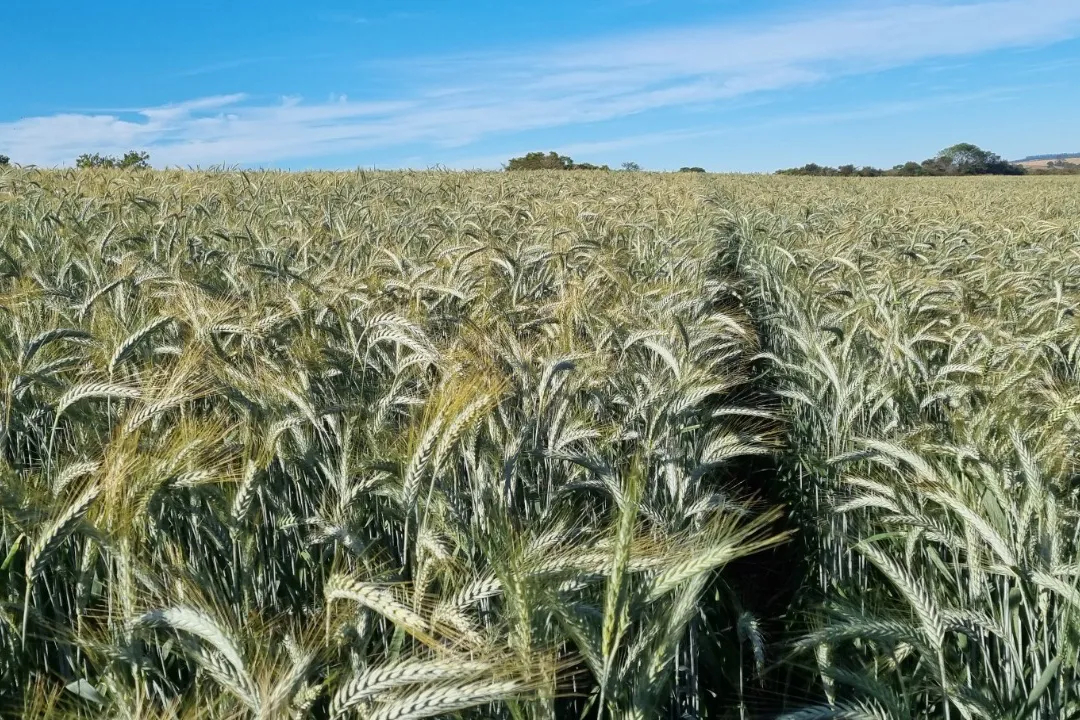 IDR-Paraná vai apresentar novas cultivares de inverno em Londrina