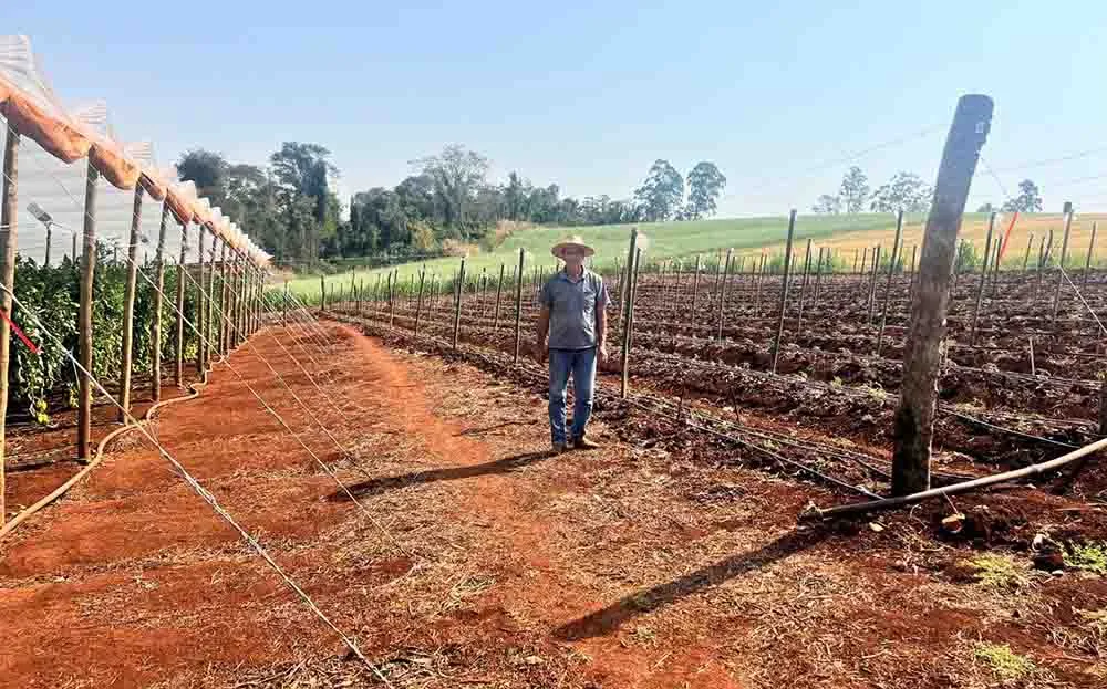 O clima favorável e o solo fértil desempenham um papel crucial no aumento da produção