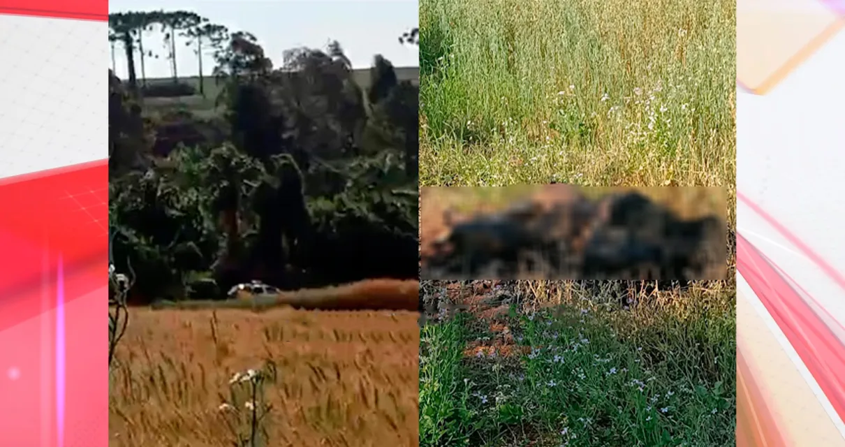 Um corpo foi encontrado carbonizado em meio a uma plantação na região da Colônia Novo Oriente