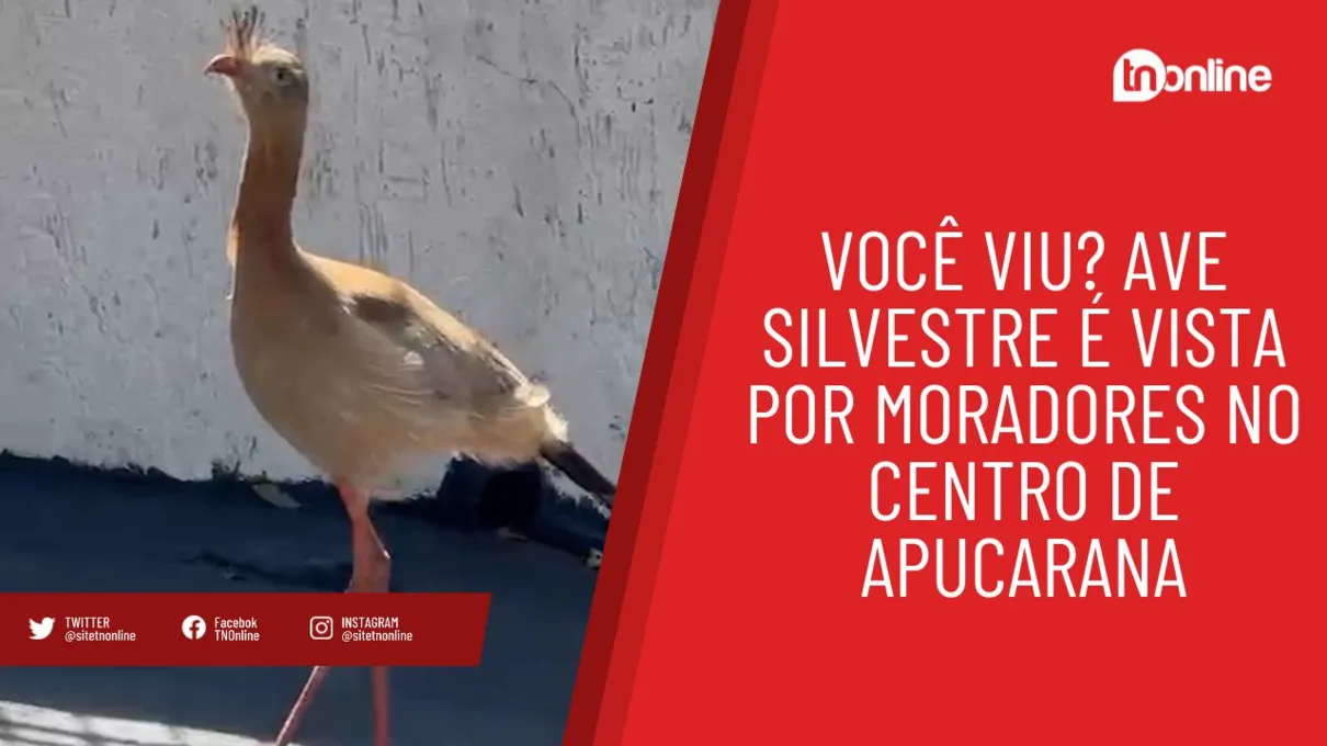 Você viu? Ave silvestre é vista por moradores no centro de Apucarana