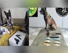 Cão da PM localiza pistola, munição e R$3,5 mil em dinheiro em Cambira