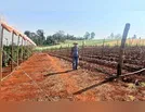 Produção de tomates de mesa ganha espaço na região de Ivaiporã