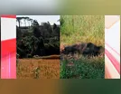 Corpo é encontrado carbonizado em meio à plantação no norte do PR