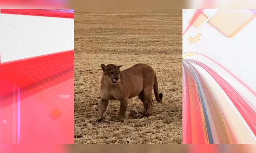 Moradora da região de Apucarana fica a poucos metros de onça-parda