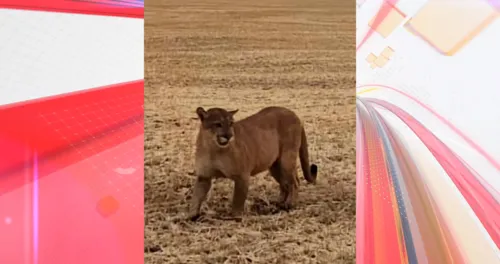 A moradora flagrou o animal correndo em meio a uma área de plantação