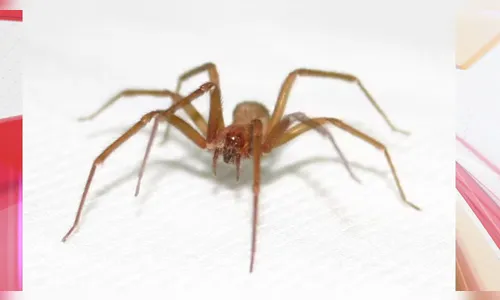 Jovem de 23 anos morre um mês após ser picado por aranha-violinista