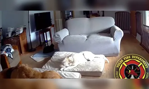 Cão mastiga carregador portátil e inicia incêndio em casa; veja