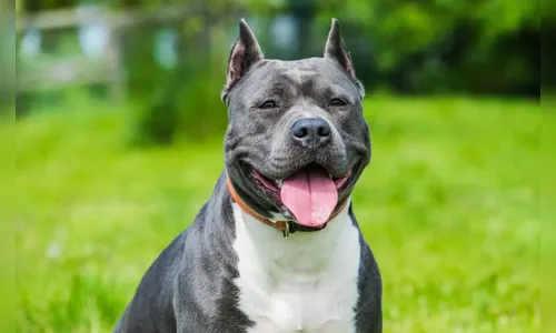 Doméstica tem braço amputado após ser atacada por cão durante trabalho