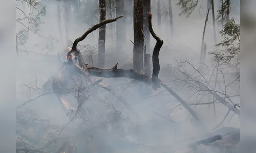 O que tem na fumaça das queimadas? Veja substâncias