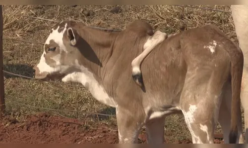 Paraná: bezerro nasce com cinco patas, uma delas no lombo
