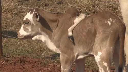 Bezerro nasceu com cinco patas, uma delas no lombo no animal