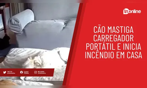 Cão mastiga carregador portátil e inicia incêndio em casa
