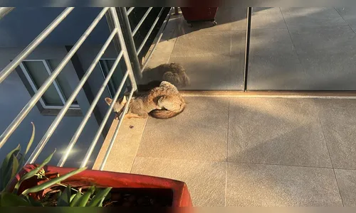 Cachorro do mato é resgatado em empresa de Arapongas; veja