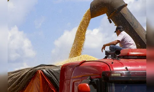 Com colheita no fim, produtor de milho paranaense recebe 12% a mais