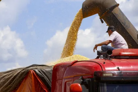 Com colheita no fim, produtor de milho paranaense recebe 12% a mais