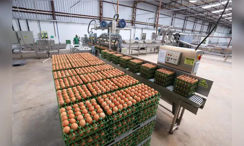 Comércio com 36 países: PR tem melhor semestre na exportação de ovos