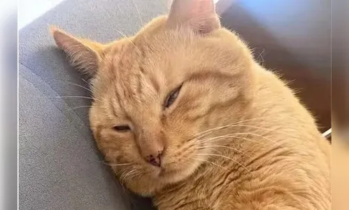 Gato deixa braço de tutora dilacerado e faz família se isolar em casa