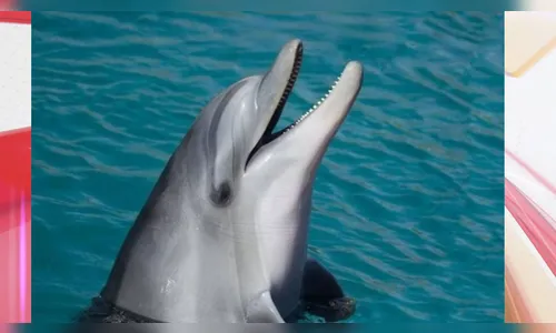 Golfinho sexualmente frustrado pode ser autor de ataques no litoral