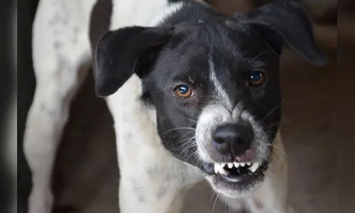 Cachorro avança em pedestre e polícia é acionada em Ivaiporã