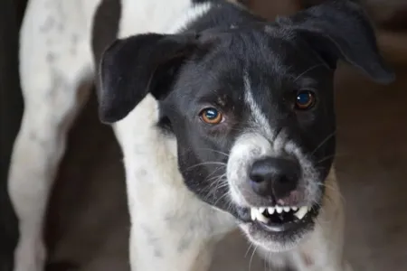 Homem foi surpreendido por um cachorro que avançou contra ele.