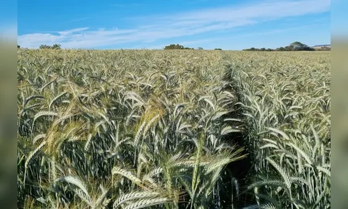 IDR-Paraná vai apresentar novas cultivares de inverno em Londrina