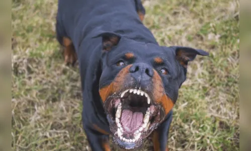 Homem tenta abusar de cão de rua, invade casa e é morto por rottweiler