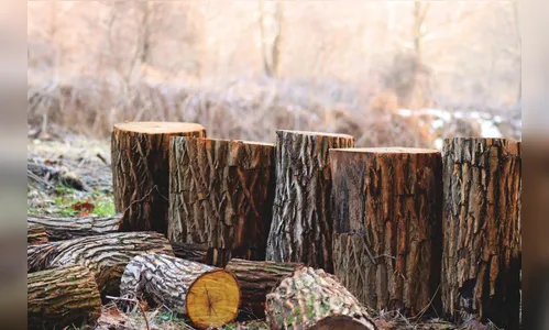 Vizinho corta eucaliptos e afirma que ganhou como 'doação' há 6 anos