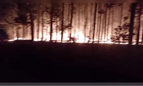 Incêndio ambiental mobiliza bombeiros em Apucarana; veja o vídeo