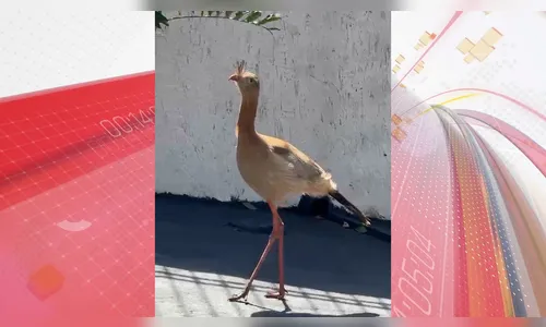 Você viu? Ave silvestre é vista por moradores no centro de Apucarana