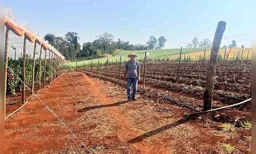Produção de tomates de mesa ganha espaço na região de Ivaiporã