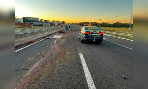 Cavalos provocam acidente e morrem atropelados na BR-376