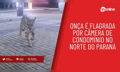 Onça é flagrada por câmera de condomínio no norte do Paraná