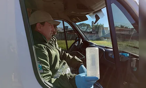 O que são os mosquitos Wolbitos que serão testados no combate à dengue