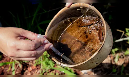 Apucarana tem 35 casos no 1º boletim do novo ciclo da dengue