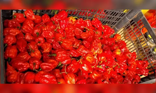 Paranaense produz pimenta considerada uma das mais ardidas do mundo