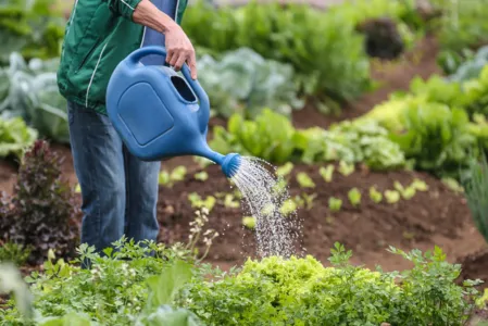 Por meio deste decreto, inicialmente mil famílias serão atendidas em 93 municípios
A horta também tem apoio do programa Cultivar Energia, da Copel, que incentiva a instalação de hortas comunitárias em imóveis sob as linhas de transmissão e distribuição.  22/01/2020  -  Foto: Geraldo Bubniak/AEN