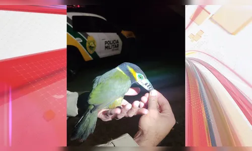 Tucano Araçari machucado é resgatado na região: 