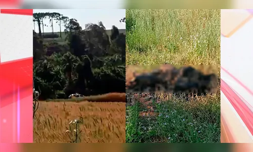 Corpo é encontrado carbonizado em meio à plantação no norte do PR