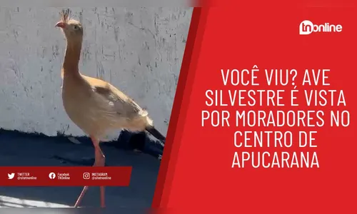 Você viu? Ave silvestre é vista por moradores no centro de Apucarana