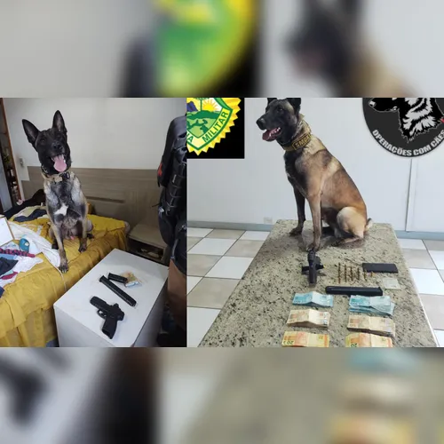 Cão da PM localiza pistola, munição e R$3,5 mil em dinheiro em Cambira