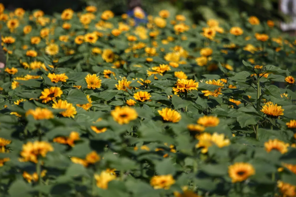 Com o início da primavera, a expectativa é que as flores voltem a enfeitar os campos pelo Estado